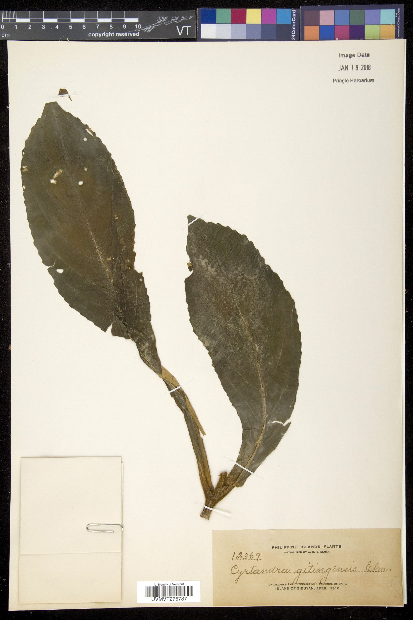 Cyrtandra gitingensis image