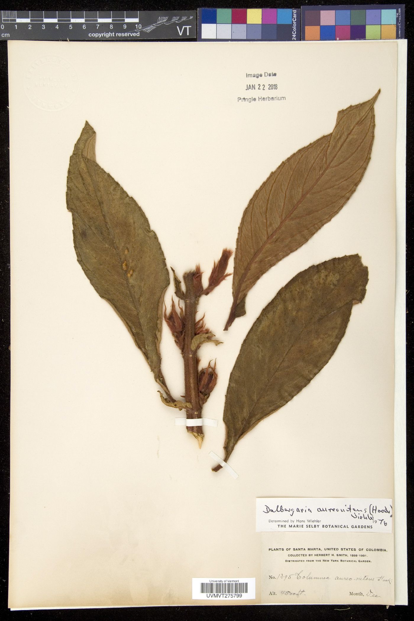 Dalbergaria image