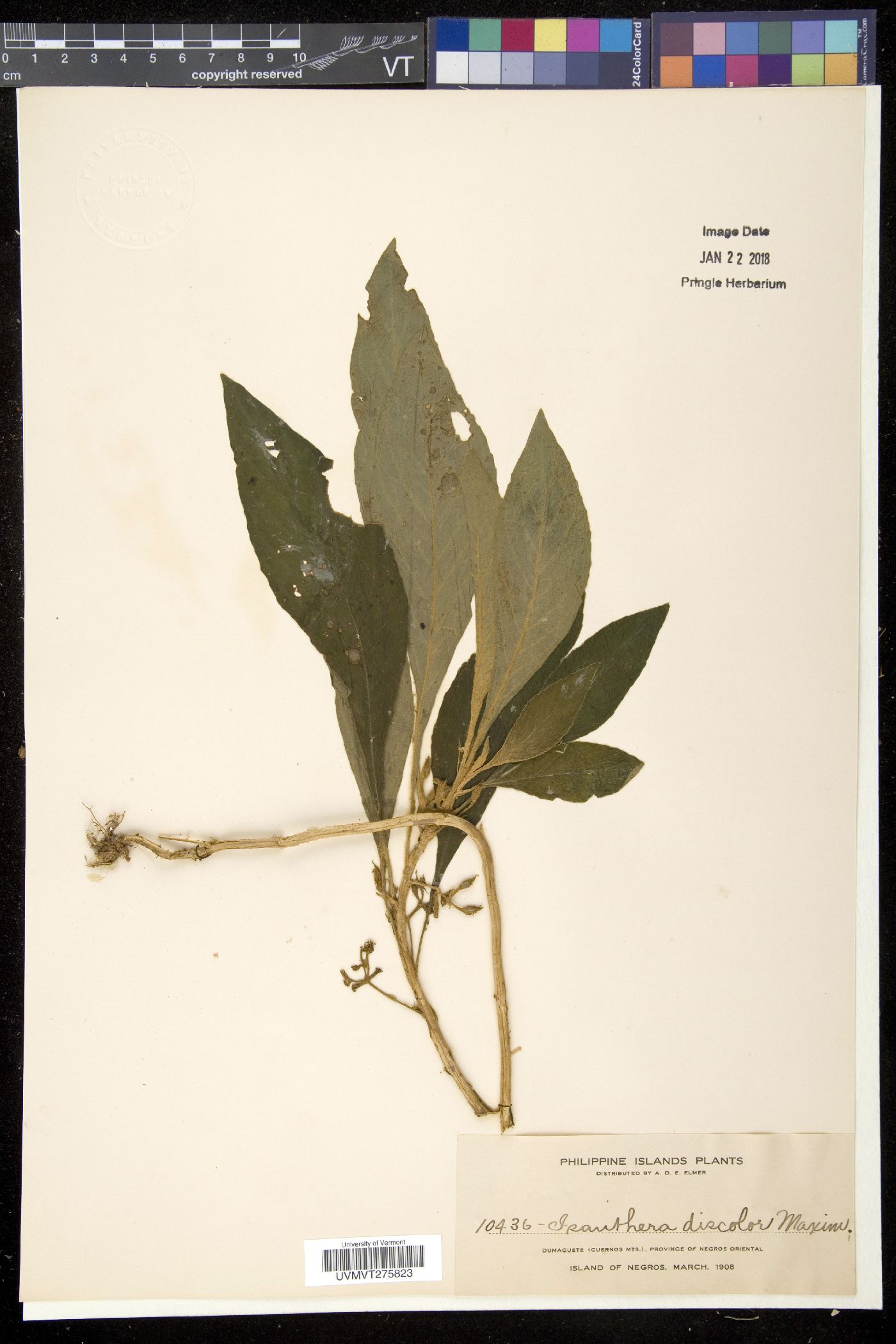 Rhynchotechum discolor image