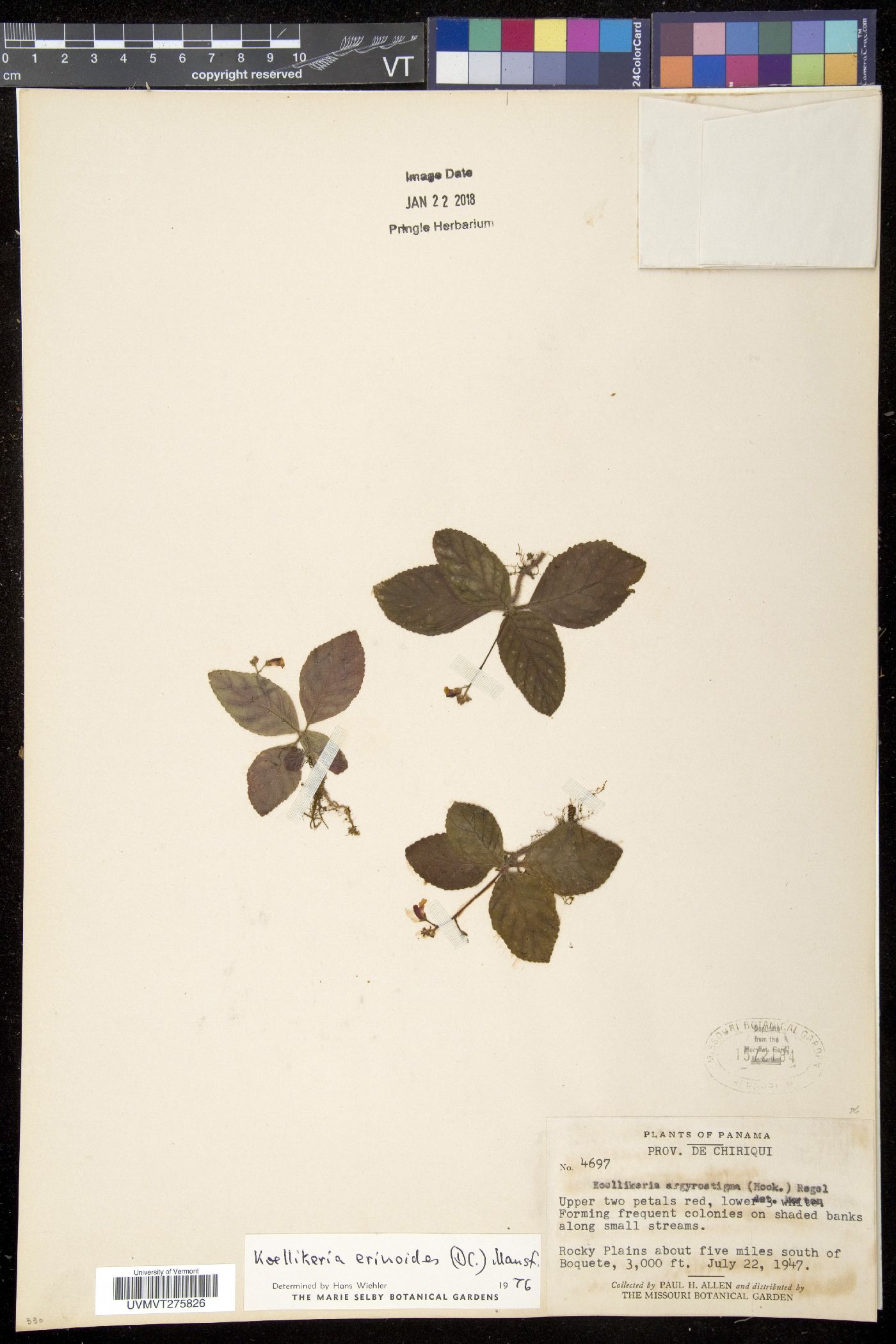 Koellikeria image