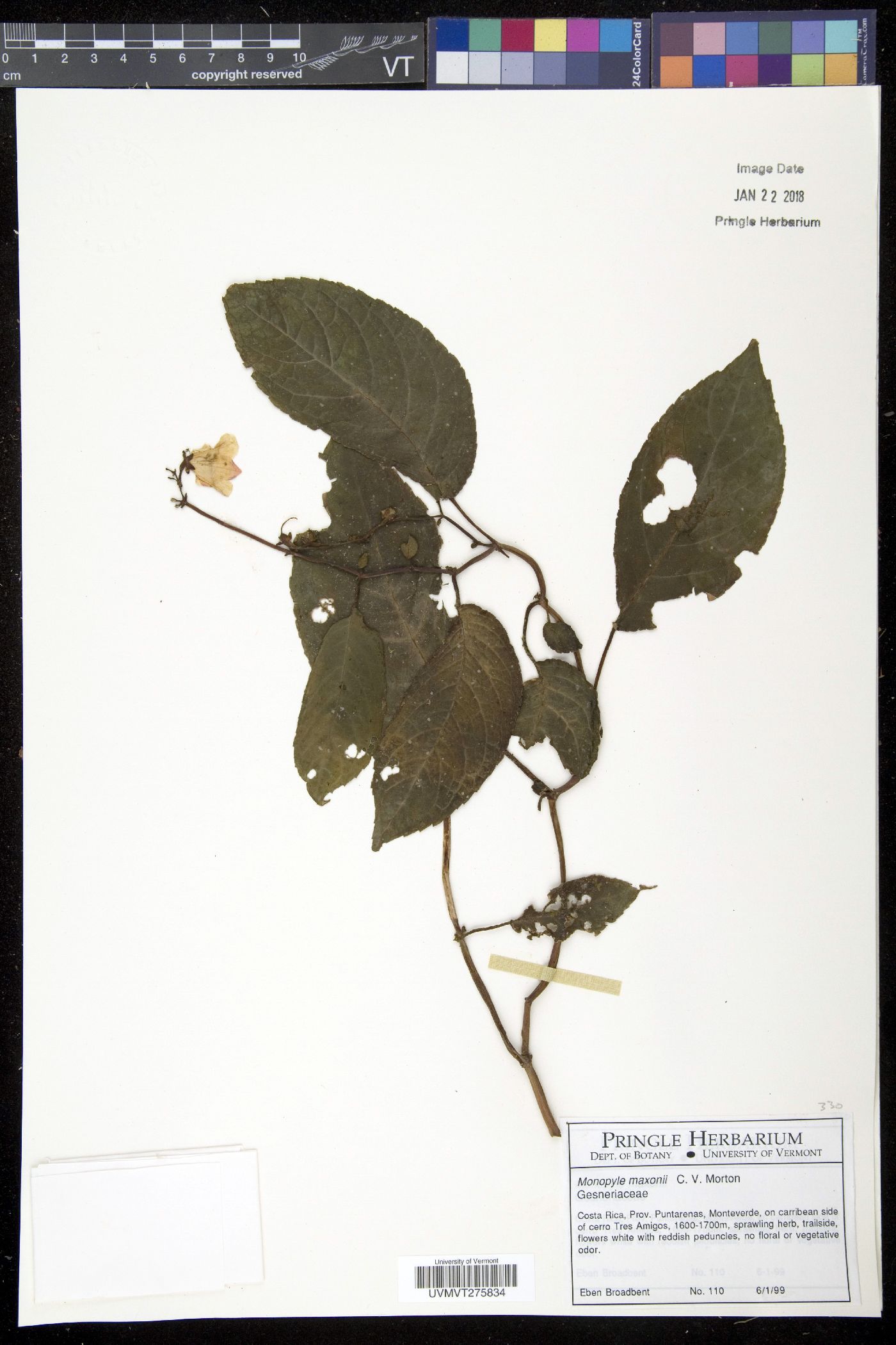 Monopyle image