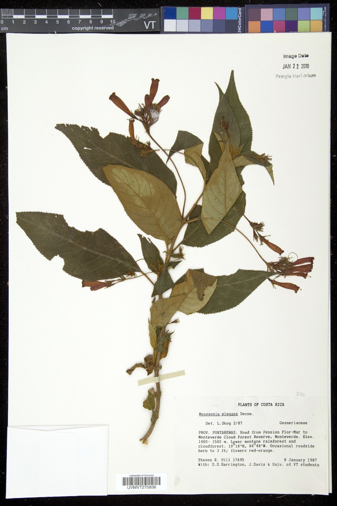 Moussonia elegans image