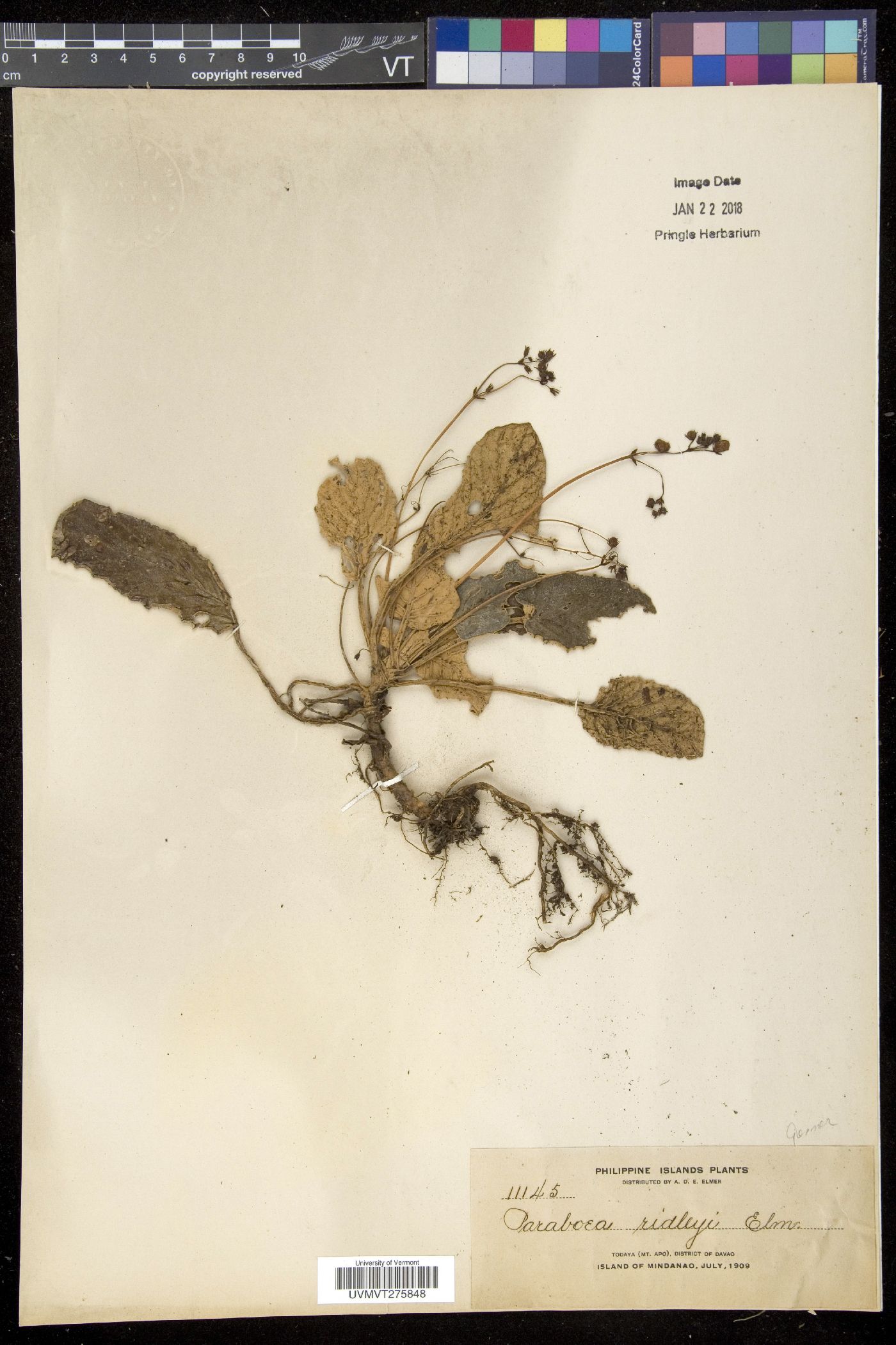 Paraboea luzoniensis image
