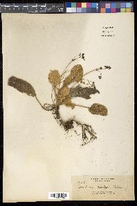 Media resource of Paraboea luzoniensis