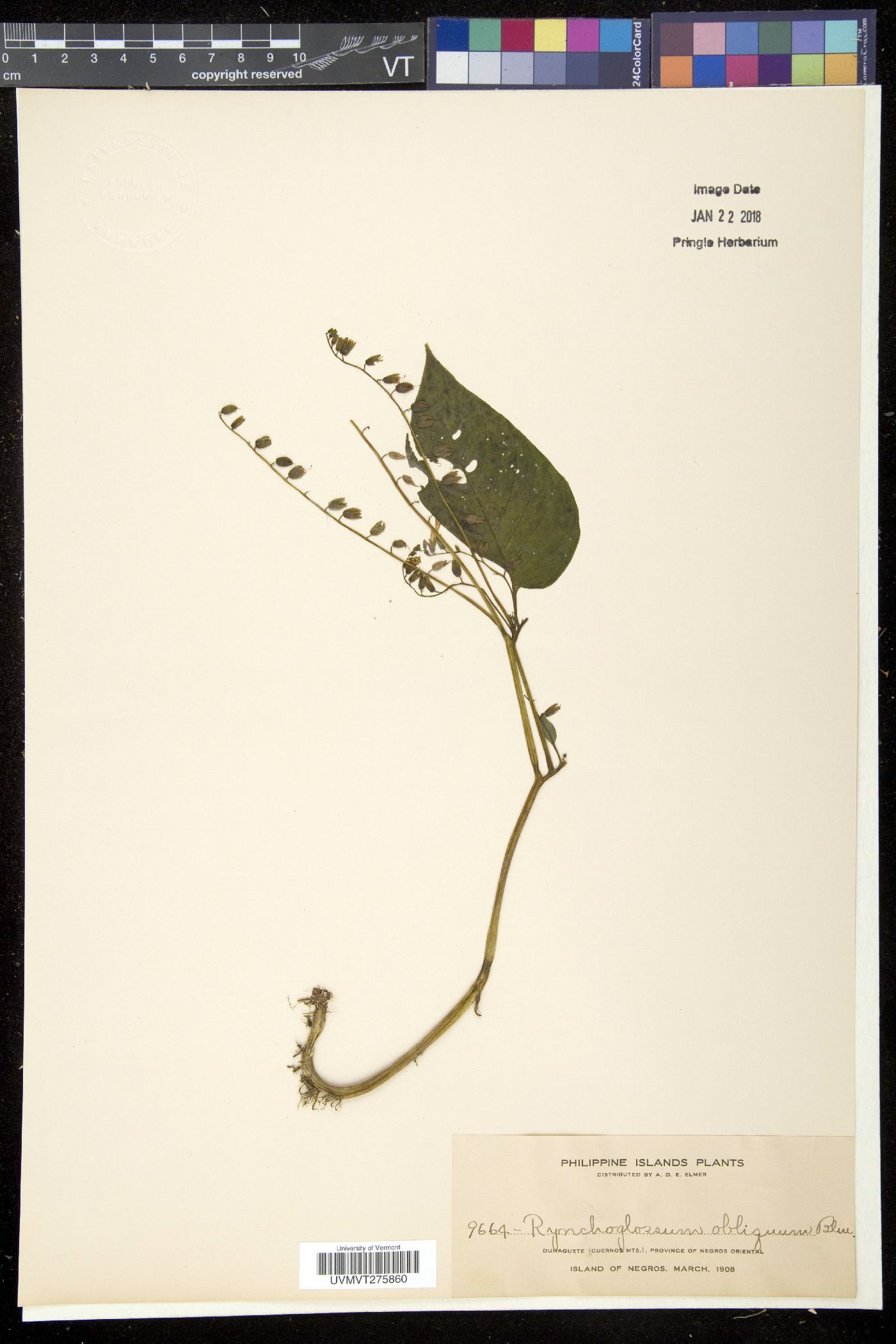 Rhynchoglossum image