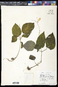 Smithiantha multiflora image