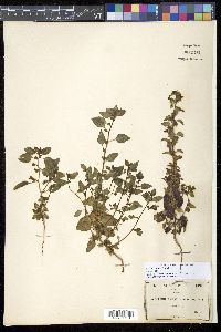 Image Associated With the Occurence