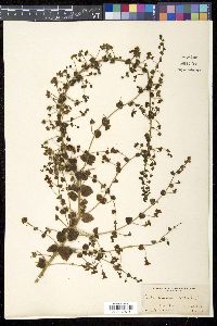 Image Associated With the Occurence