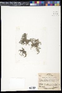 Callitriche japonica image