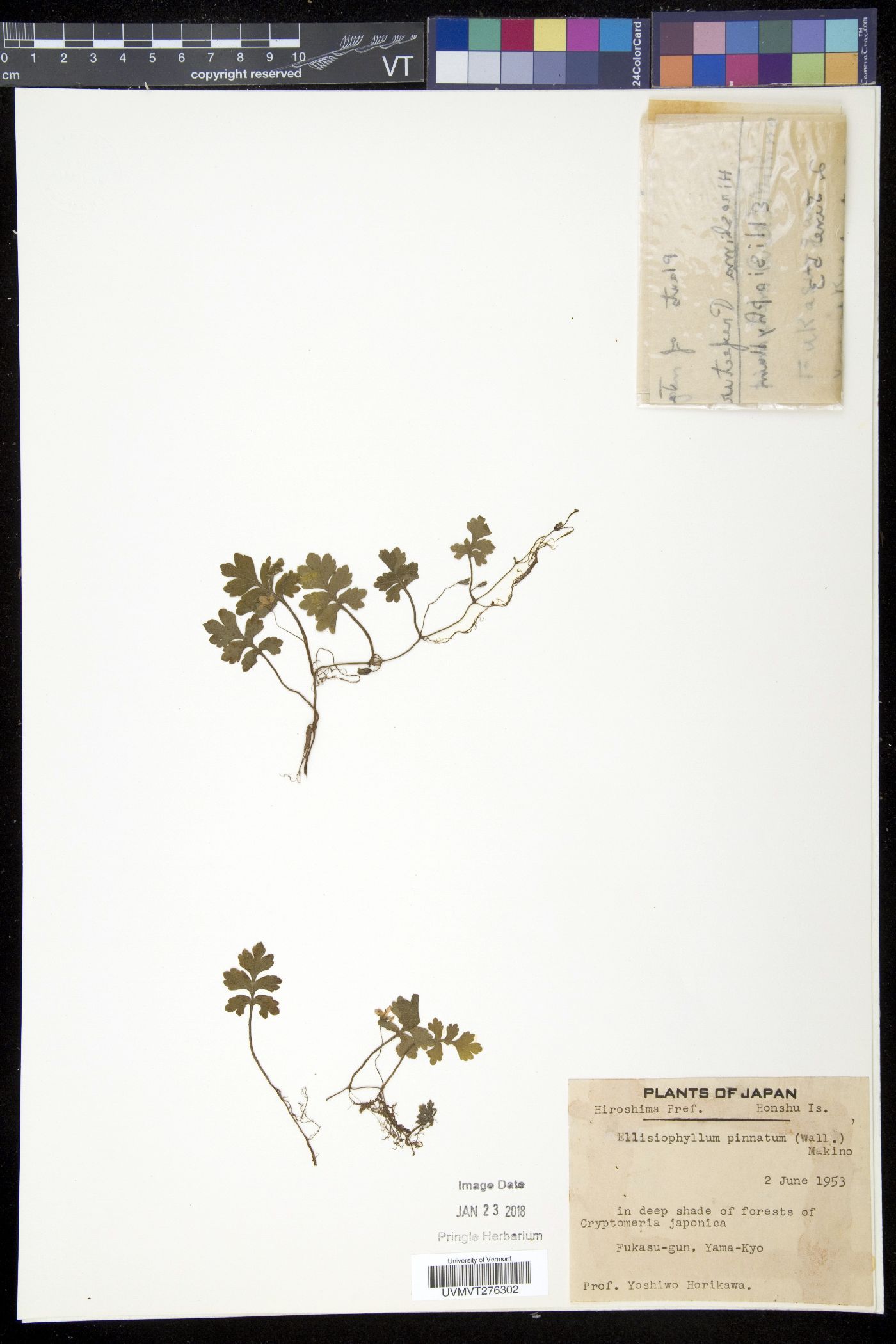 Ellisiophyllum image