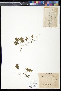 Ellisiophyllum pinnatum image