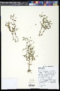 Gratiola neglecta image