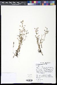 Gratiola quartermaniae image