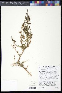 Keckiella antirrhinoides subsp. microphylla image