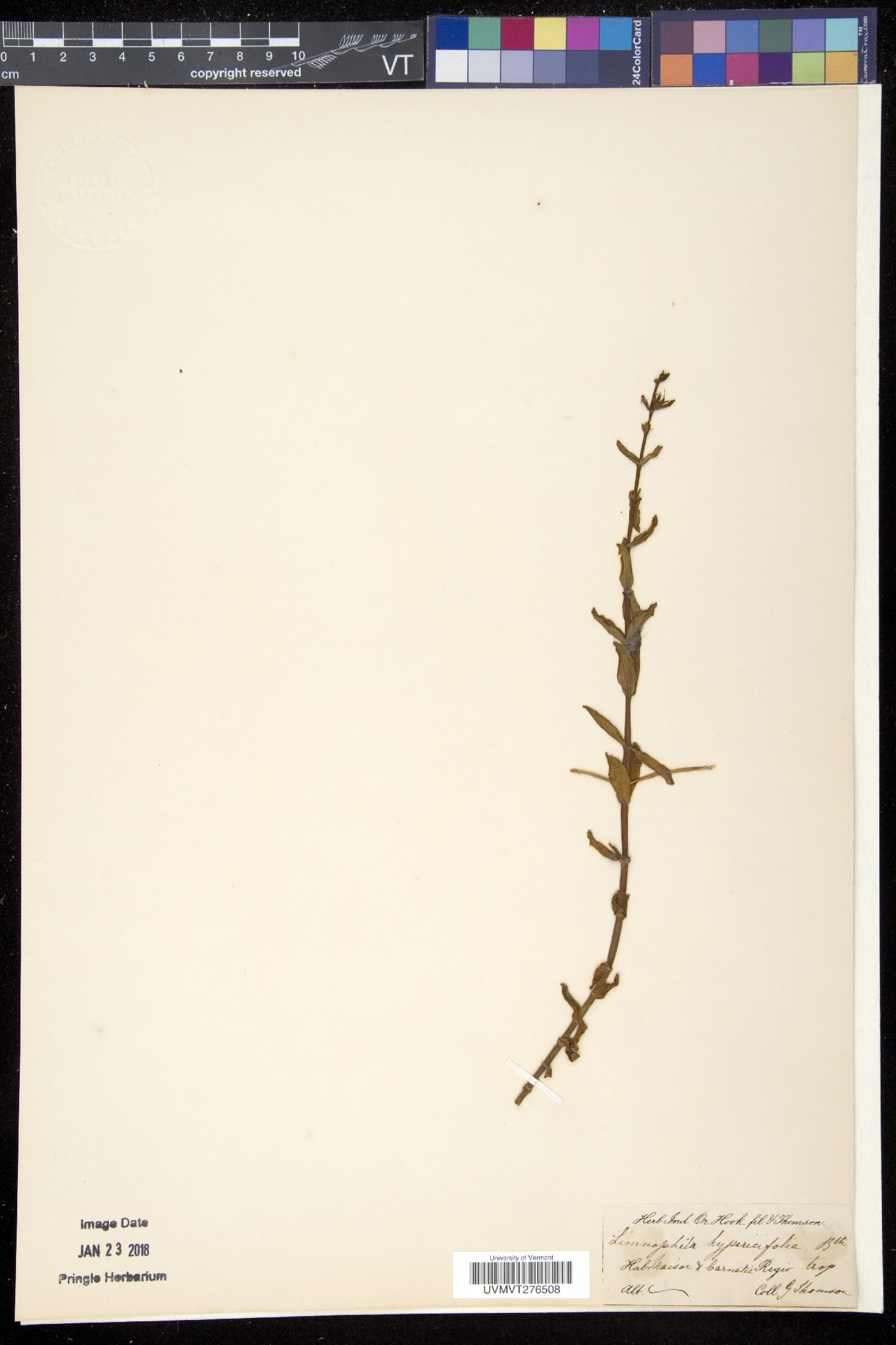Limnophila connata image