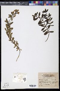 Linaria japonica image