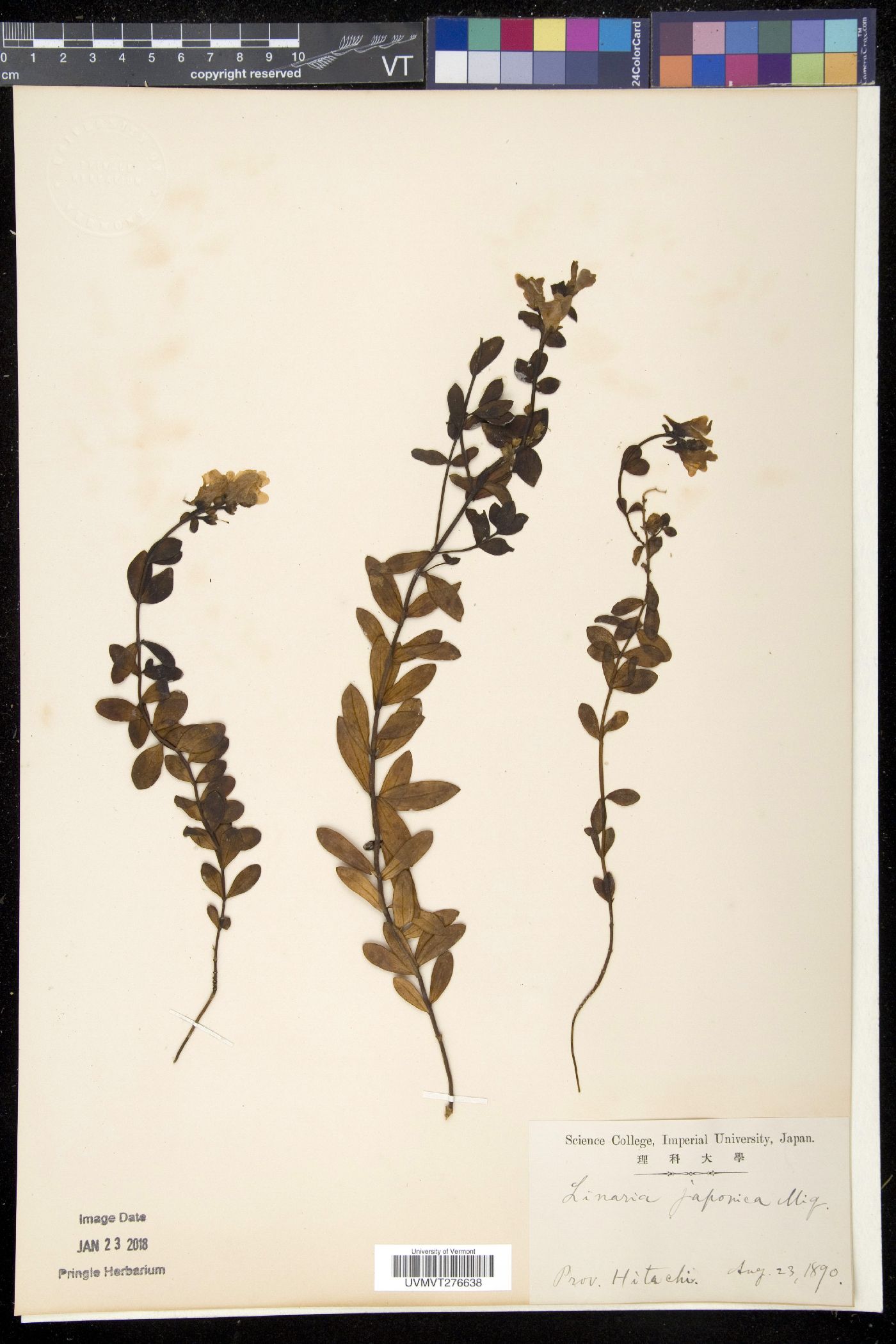 Linaria japonica image