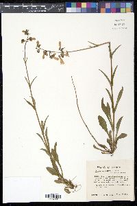 Image of Penstemon australis