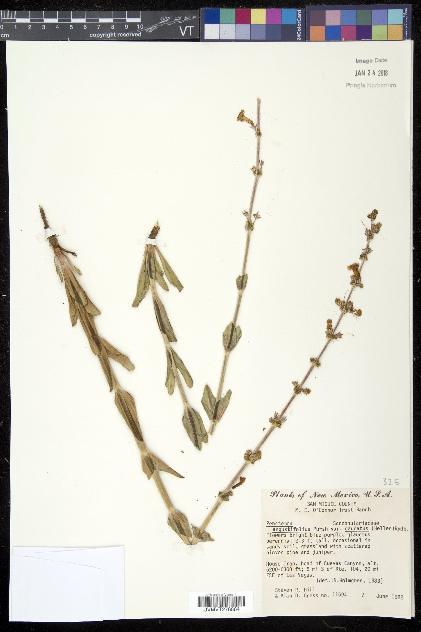 Penstemon angustifolius var. caudatus image