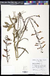 Penstemon barbatus subsp. torreyi image