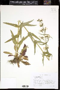 Penstemon tenuis image