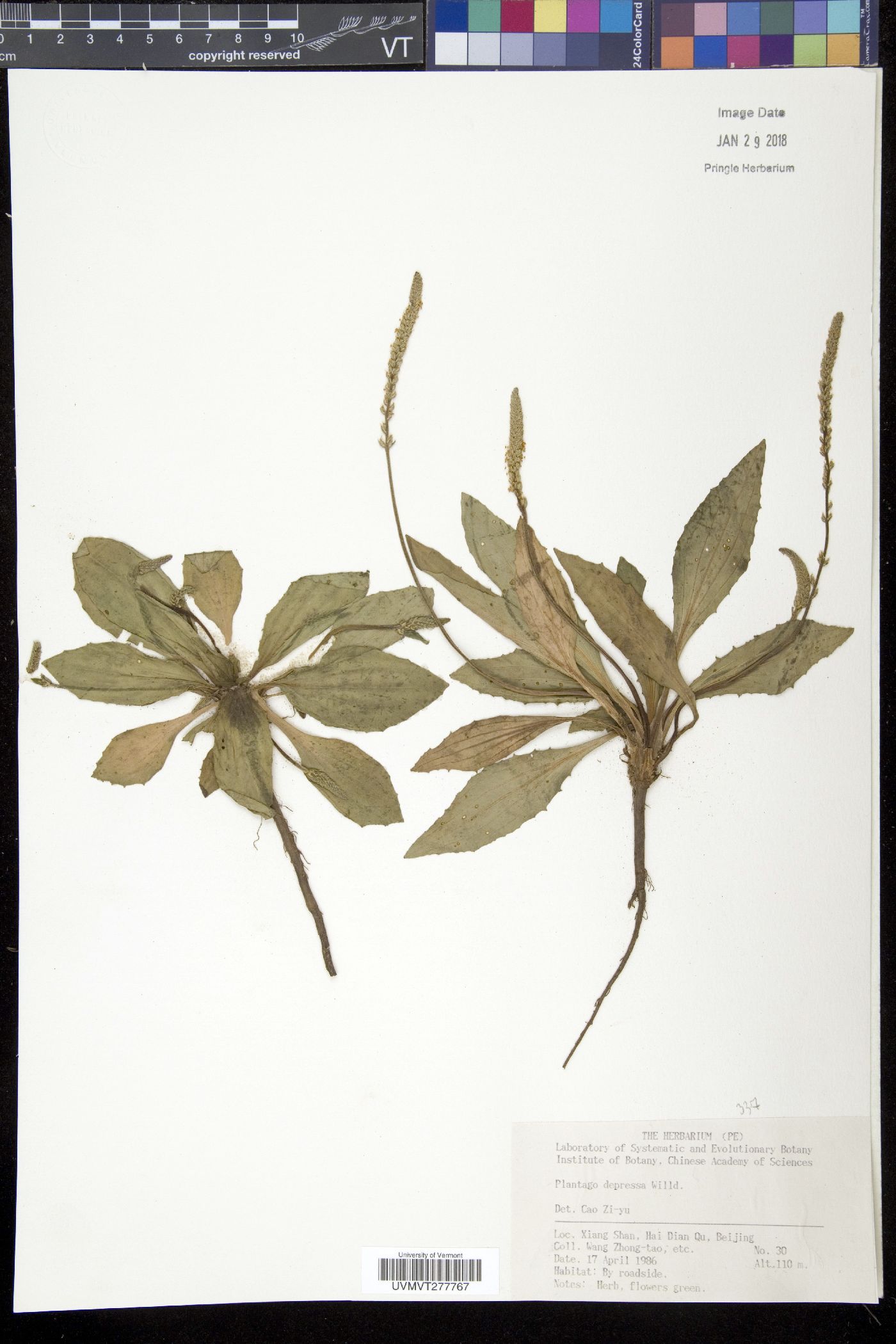 Plantago depressa image