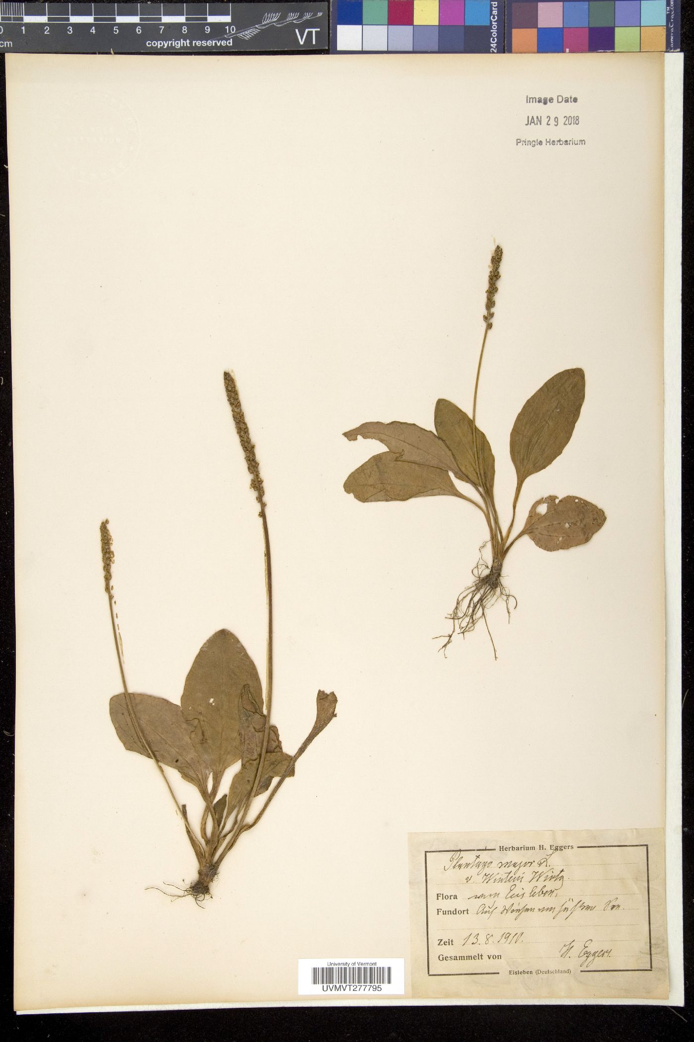 Plantago uliginosa image