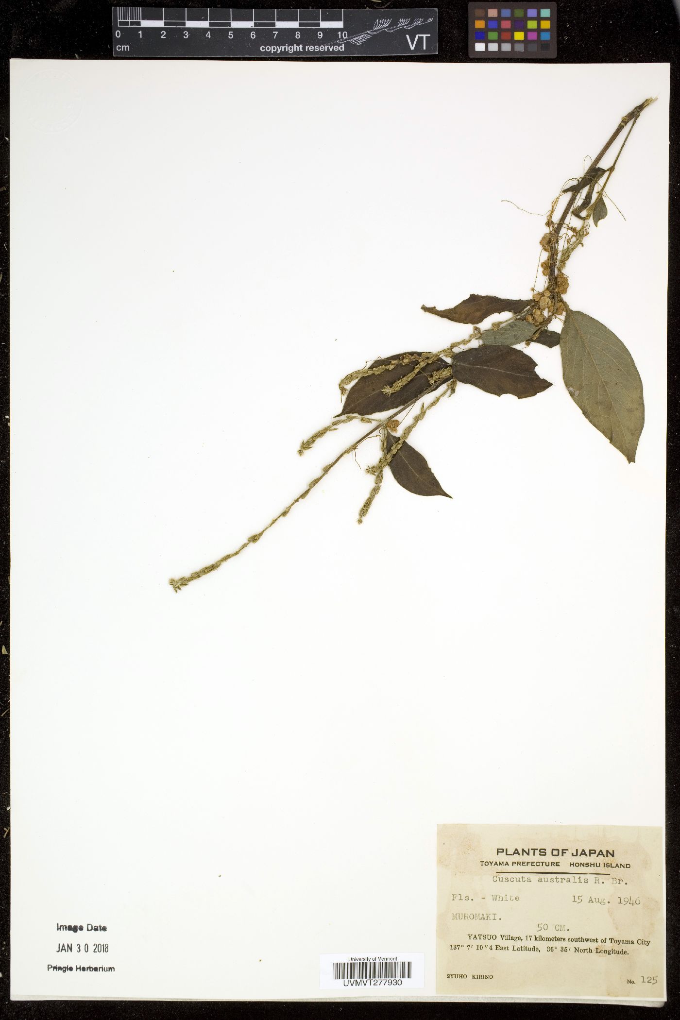Cuscuta australis image