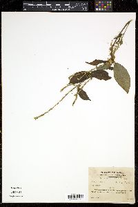 Cuscuta australis image