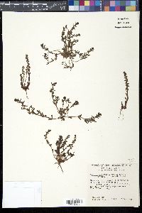 Veronica peregrina subsp. xalapensis image