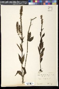 Veronica spuria image