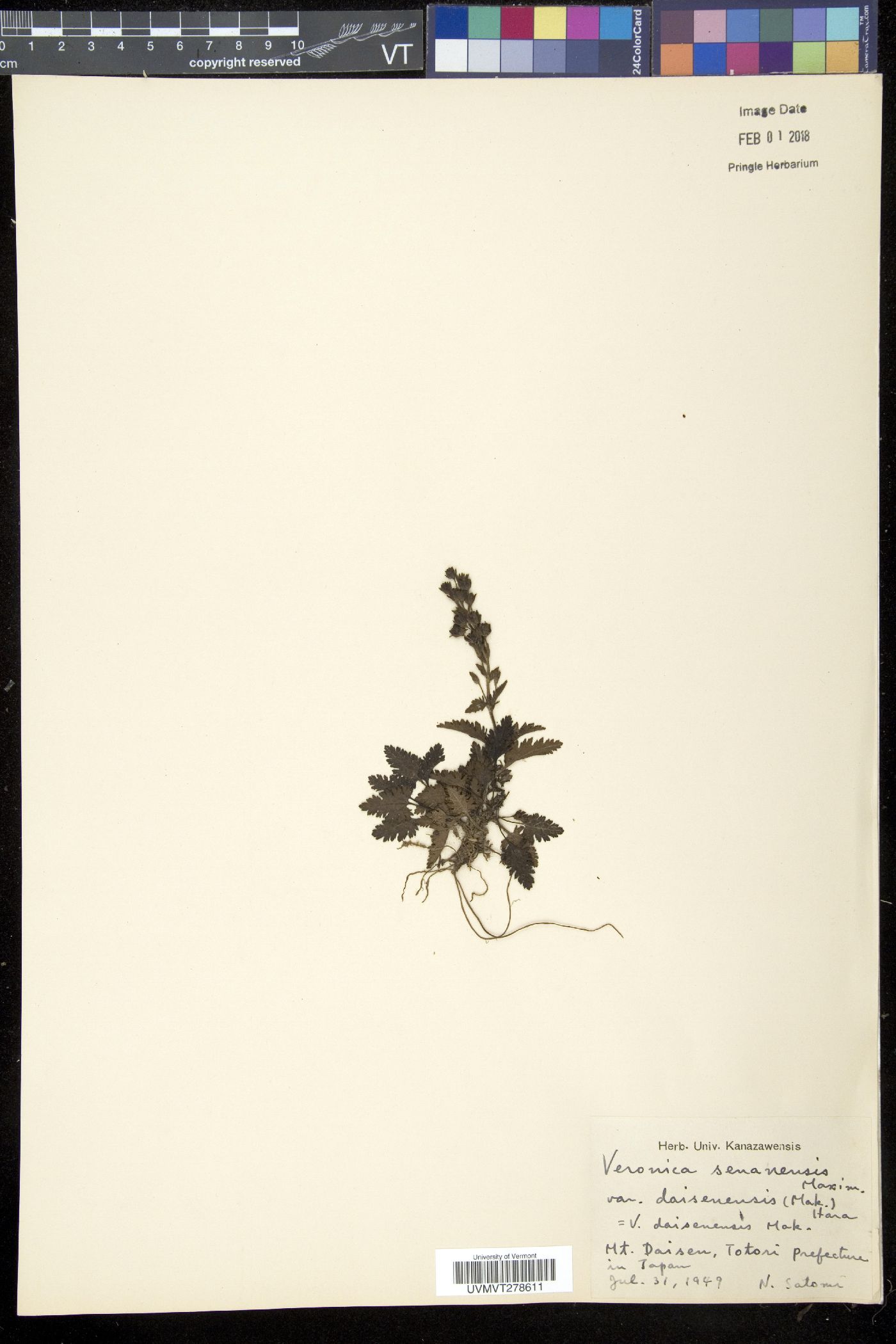 Veronica schmidtiana var. shiragamiensis image