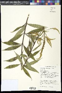 Veronicastrum virginicum image