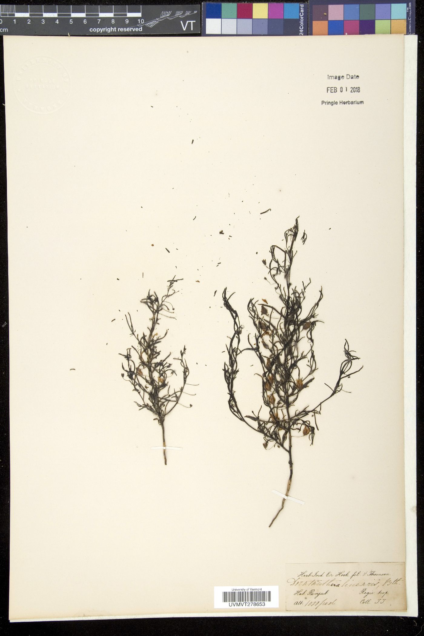 Anticharis senegalensis image