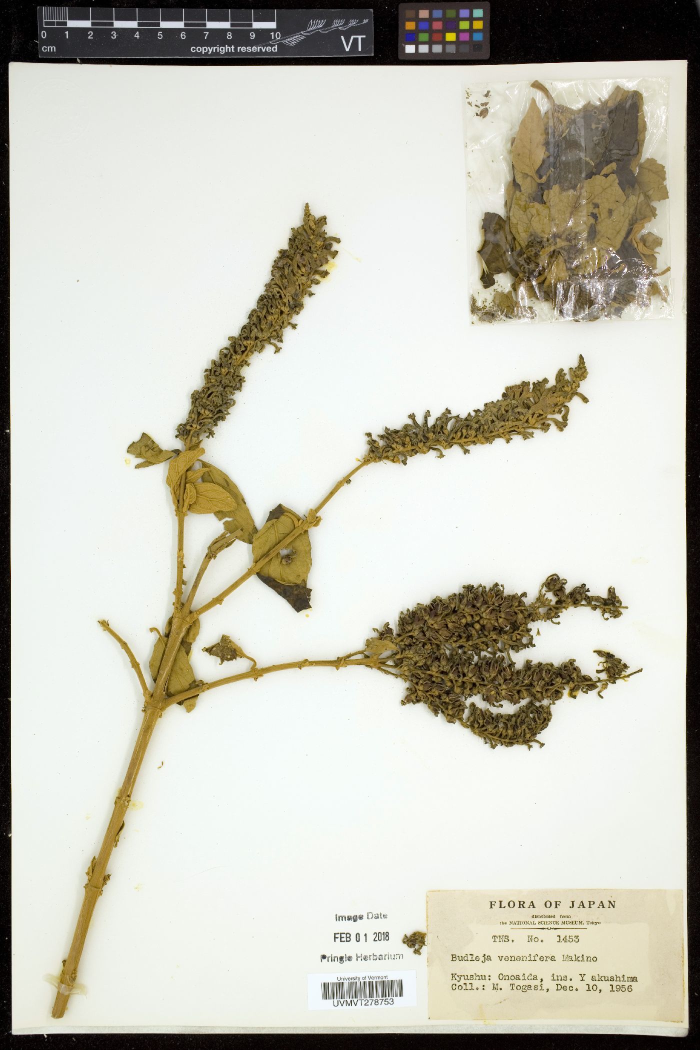 Buddleja curviflora image