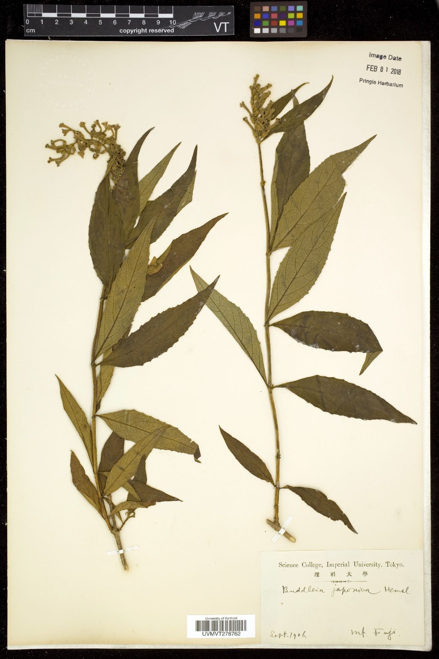 Buddleja japonica image