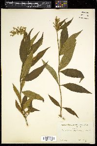 Buddleja japonica image