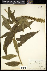 Buddleja japonica image