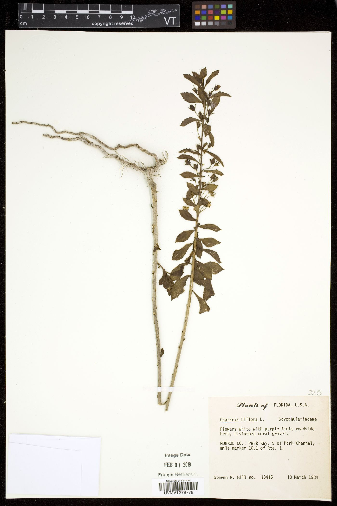 Capraria biflora image