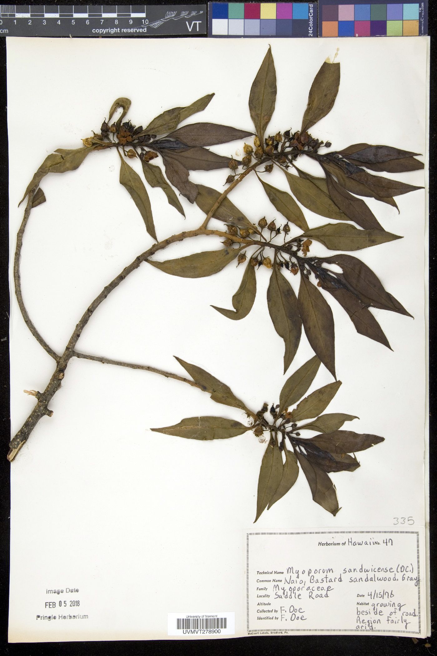 Myoporum sandwicense image