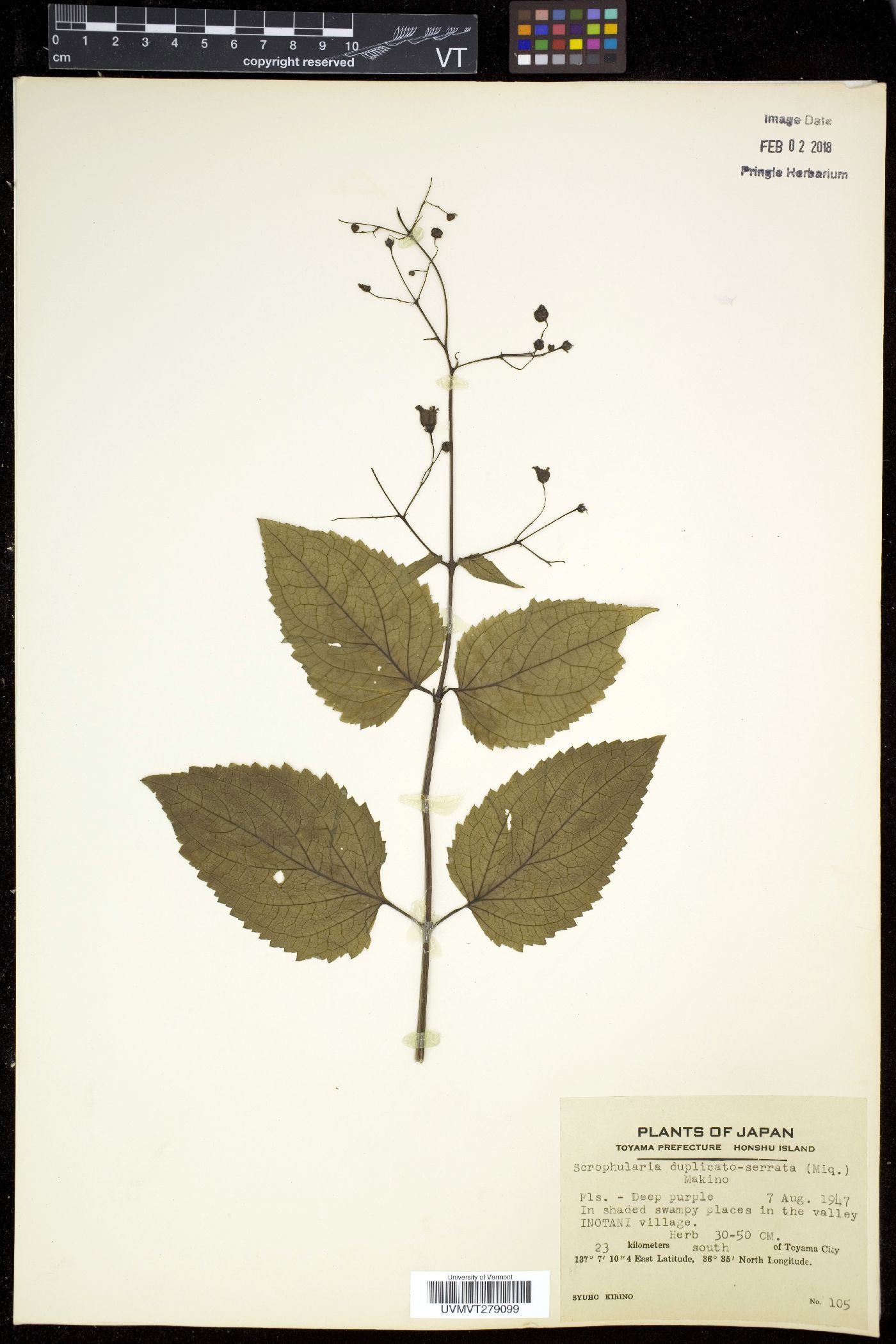 Scrophularia duplicato-serrata image