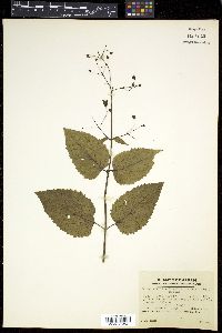 Scrophularia duplicato-serrata image