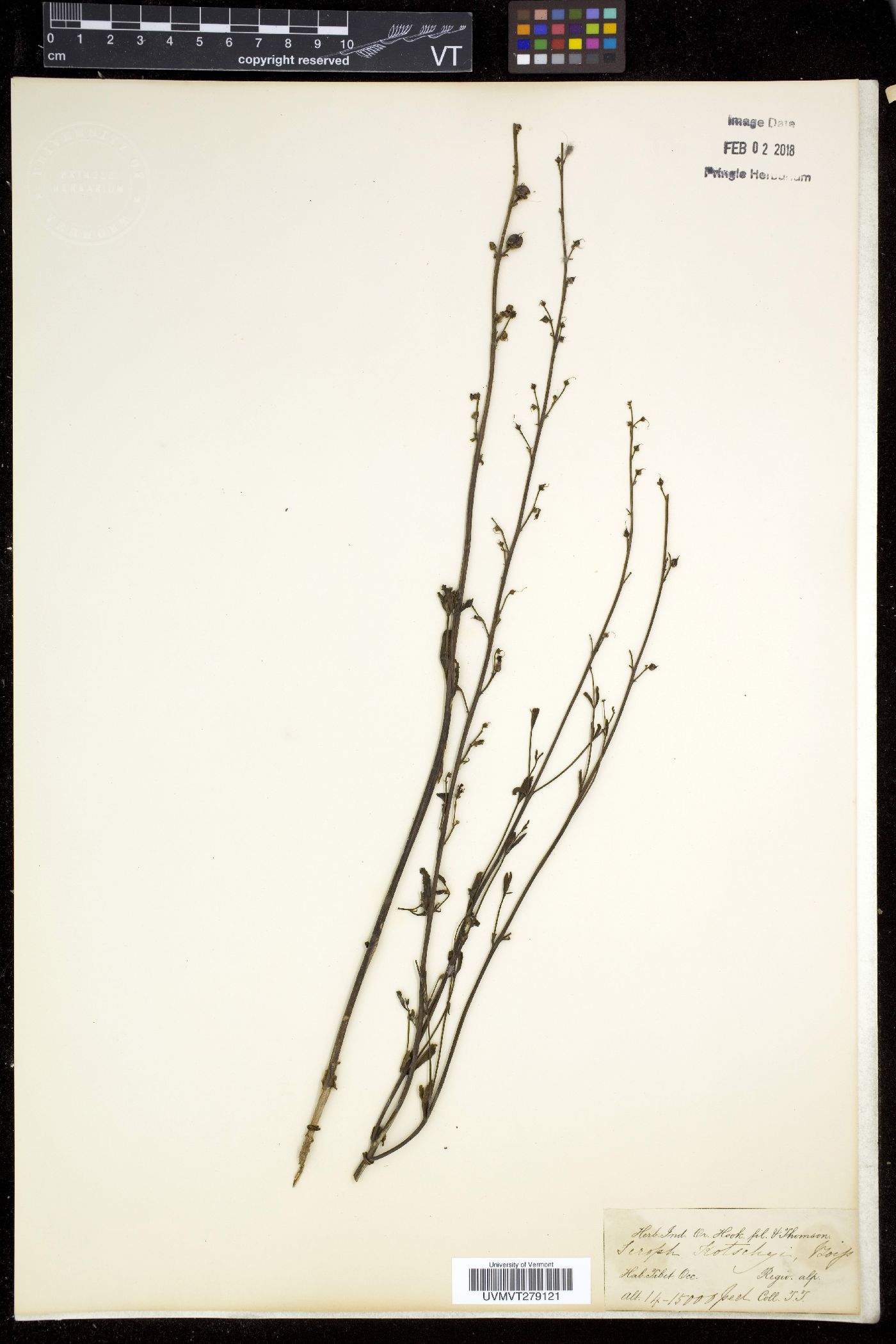 Scrophularia dentata image