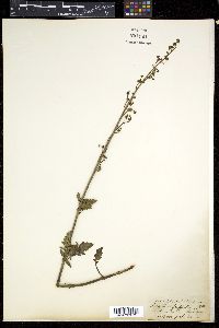 Image of Scrophularia griffithii