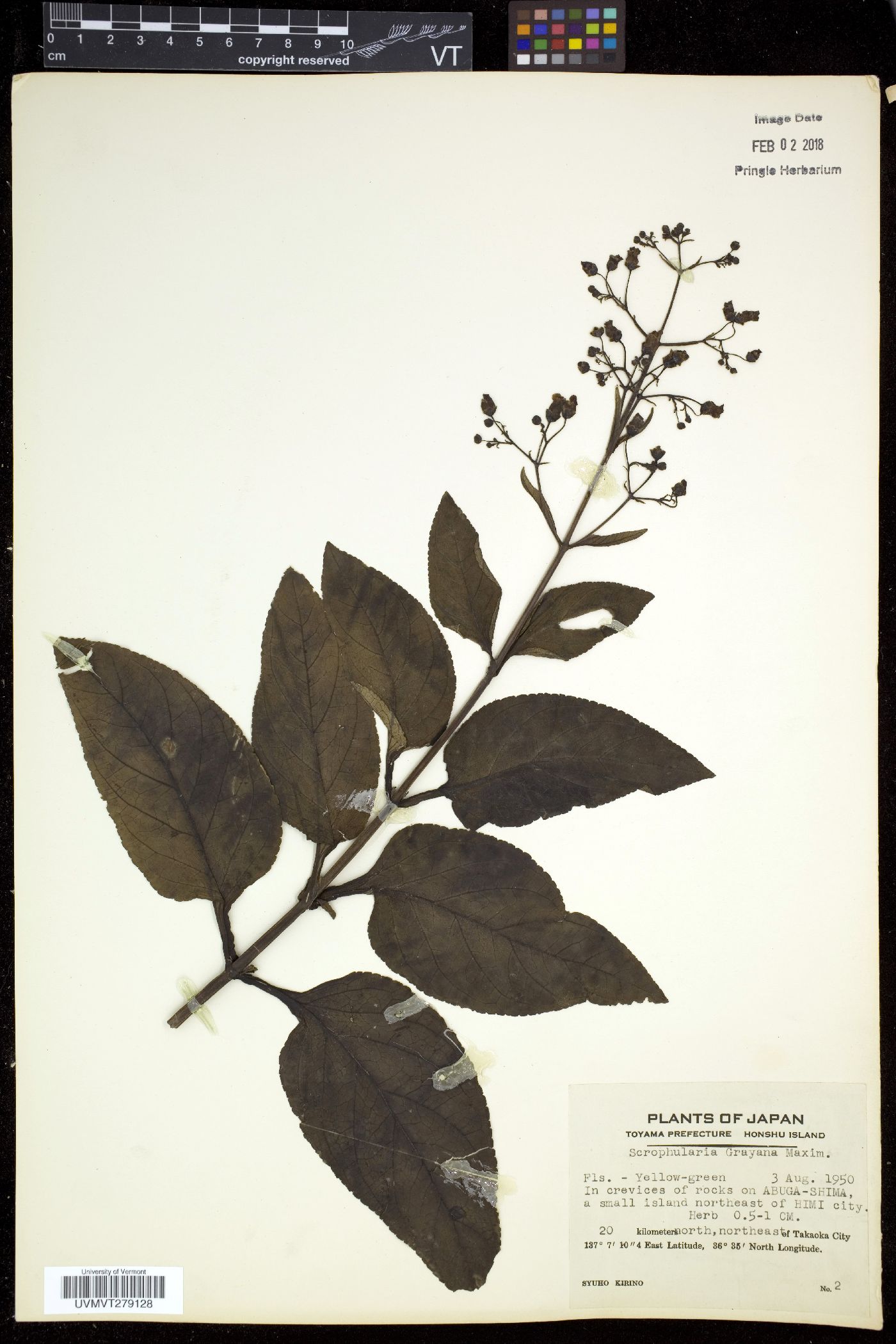 Scrophularia grayana image