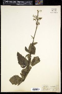 Scrophularia polyantha image