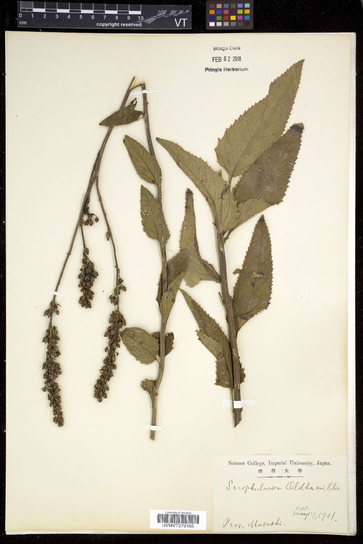 Scrophularia buergeriana image