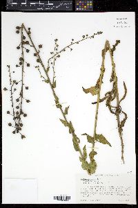 Verbascum blattaria image