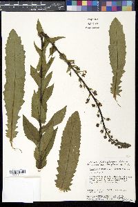 Verbascum blattaria image