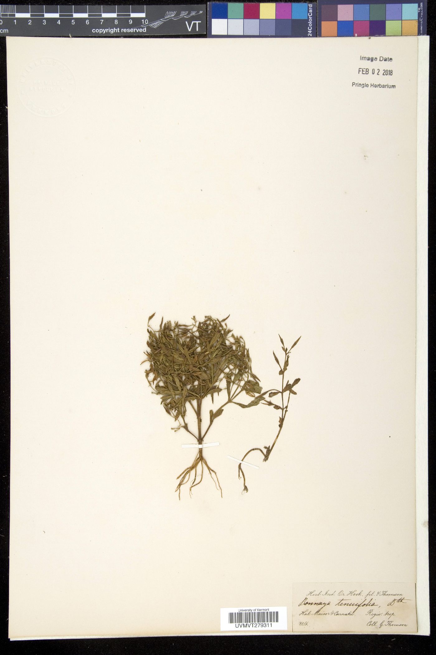 Bonnaya tenuifolia image